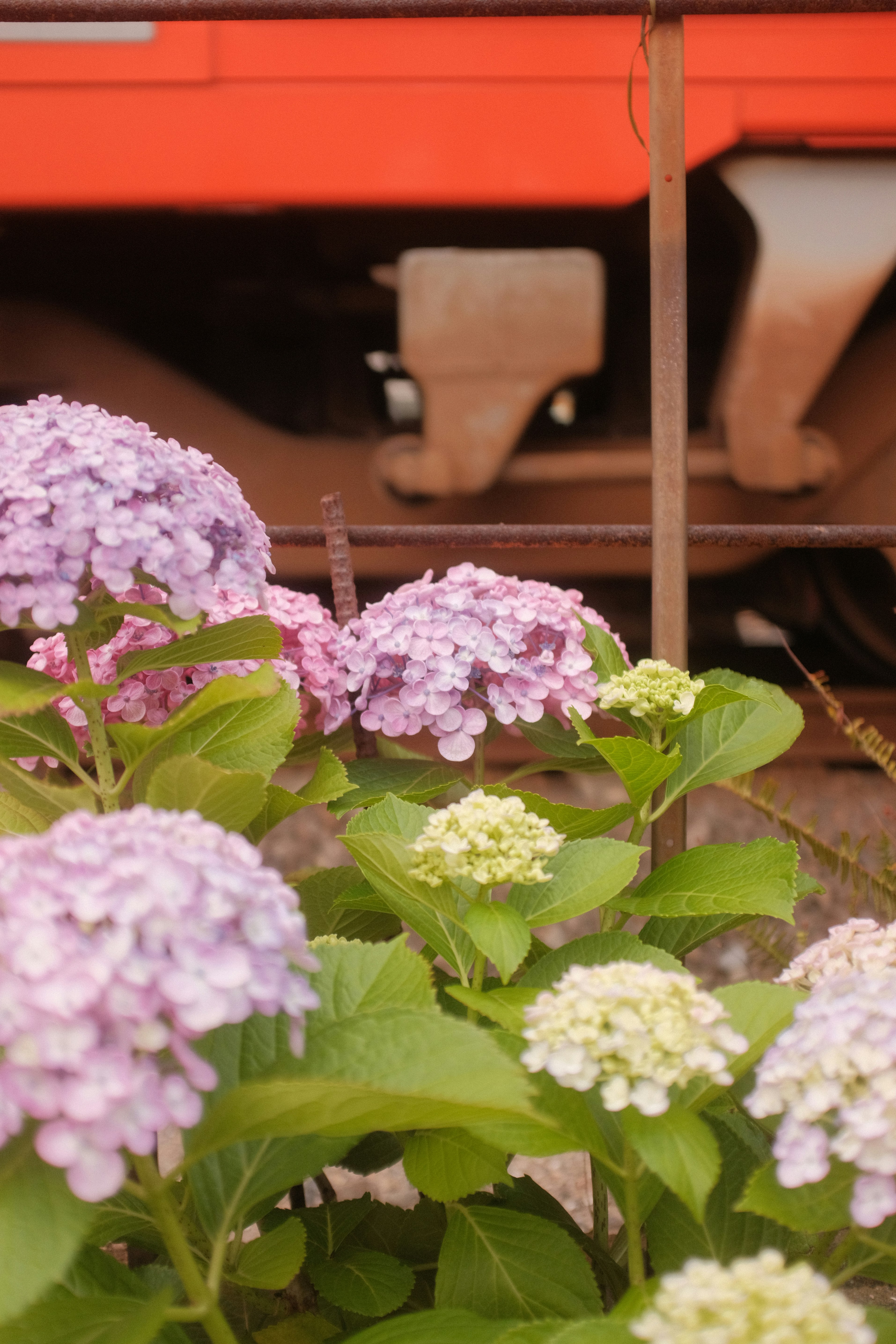 white and purple flowers in brown pot